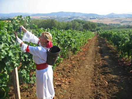 виноградник в болгарии