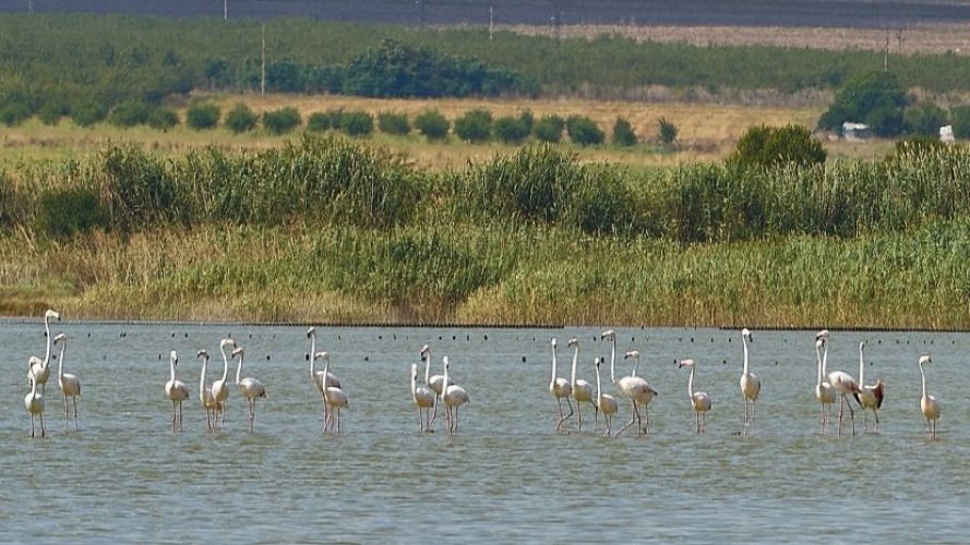 Атанасовское озеро украсили собой 159 фламинго 